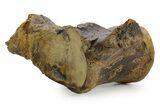 Huge Fossil Mosasaur (Tylosaurus) Vertebra - Texas #377821-2